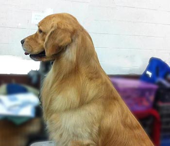 Ch ThorneLea's  Mr Nice Guy Cooper