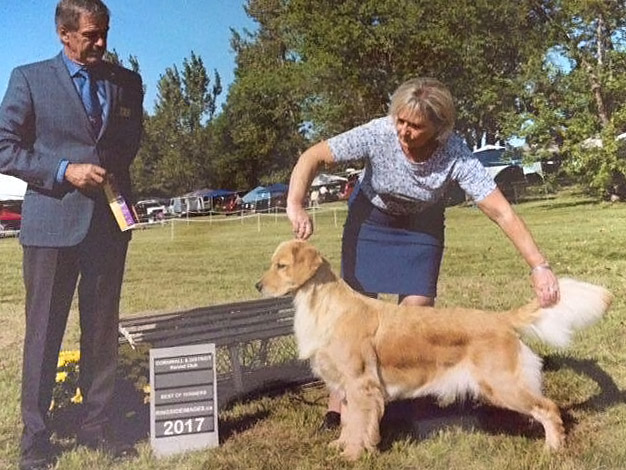 thornelea goldens faith best of breed win