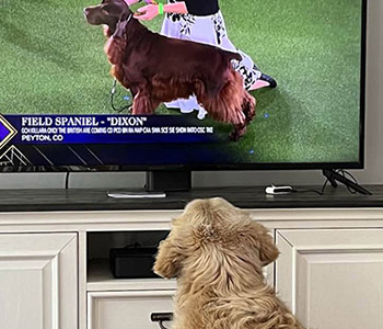 gertrude-watchingwestminster