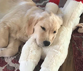 hanna' and lambchop
