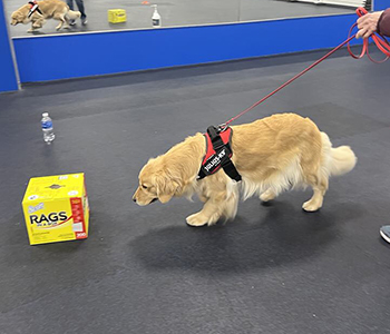 Herman scent work practice