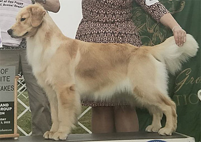 thornelea golden retriever litter jamie and herman