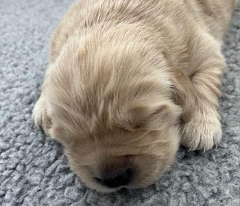 thornelea golden retrievers singleton puppy