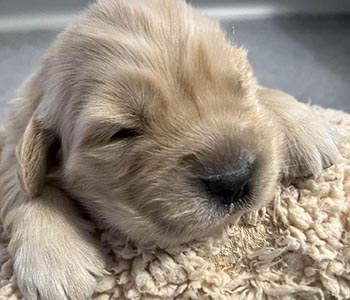 thornelea golden retrievers singleton puppy