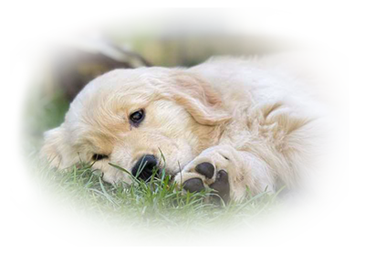 thornelea goldens puppy on  litter page