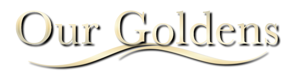 image for our current thornelea golden retrievers